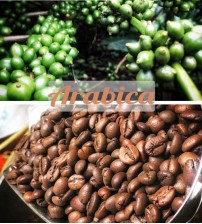 Cà Phê Hạt Arabica Rang Mộc