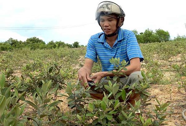 Cây mọc dại ở Việt Nam cứ mùa hè là trĩu quả, đào về trồng kiếm tiền triệu