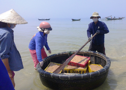 Chân Mây mùa ruốc - ruốc vừa được dã cào vớt lên và đưa vào bờ bằng thuyền thúng