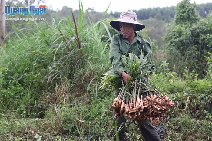 Nông dân phấn khởi thu hoạch vụ gừng Tết