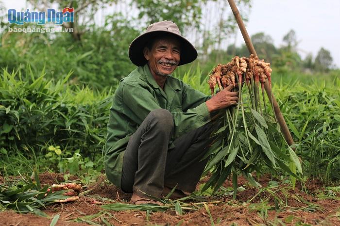 Nông dân phấn khởi thu hoạch vụ gừng Tết