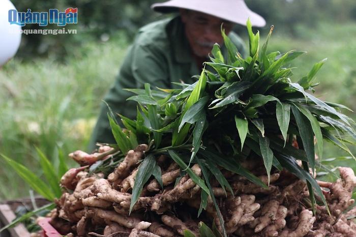 Nông dân phấn khởi thu hoạch vụ gừng Tết