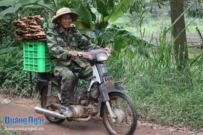 Nông dân phấn khởi thu hoạch vụ gừng Tết