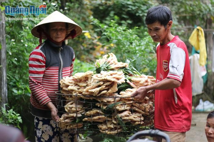 Nông dân phấn khởi thu hoạch vụ gừng Tết